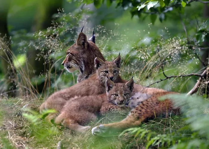 Semesterbostad Hercynia